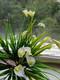 New beautiful 25 heads/bouquet mini artificial calla with leaf plastic fake lily Aquatic plants home room decoration flower