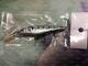 SEALURER Рыбалка Лур 1 шт. приманка для щуки Минноу 11 см 10,5 г Джеркбейт плавание на глубине вобблер Крэнкбейт