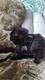 Нейлоновый сетчатый поводок для кошек и поводок, дышащий поводок для кошек-котят, поводок для маленьких собак, поводок для французского щенка для бульдога чихуахуа, Мопса