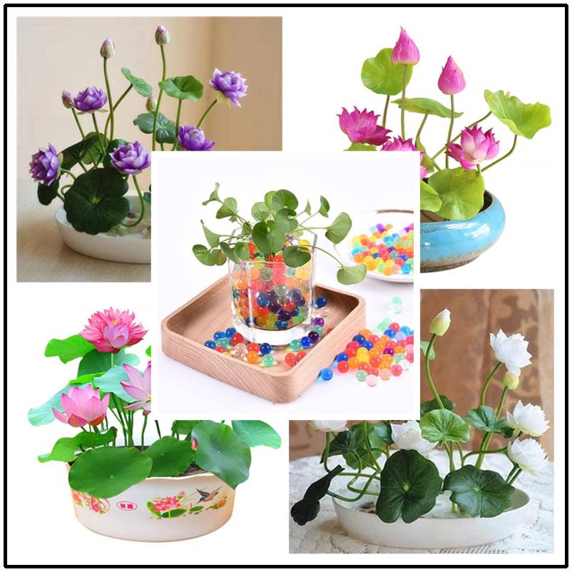 Больше кликов, чтобы войти в растение цветы фрукты ВИП-подарок кристаллическая грязь гидрогель кристалл почвы горшочек бонсай почвы растут шары Детские игрушки Лоту